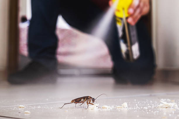 Insect Control in Wortham, TX